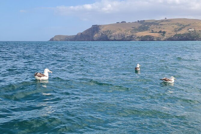 Harbour, Albatross and Wildlife Cruise on Otago Harbour - Comfort on the Water: Small Boat Reality Check