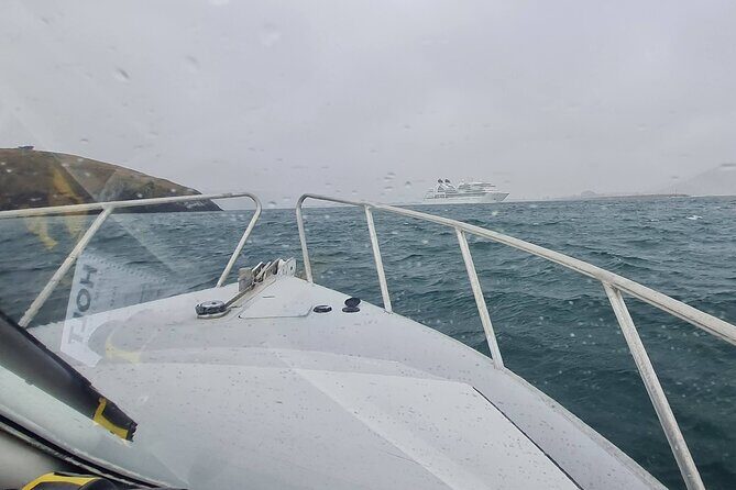 Harbour, Albatross and Wildlife Cruise on Otago Harbour - Weather, Timing, and Why Conditions Matter