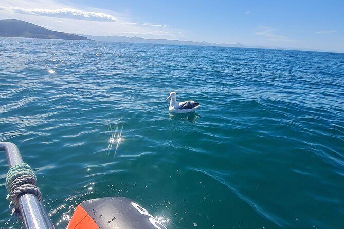 Harbour, Albatross and Wildlife Cruise on Otago Harbour - Price and Value: Is $80.67 Worth It?