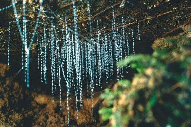 Haruru Waterfalls and Glow Worm Caves Tour - Key things to know before you go