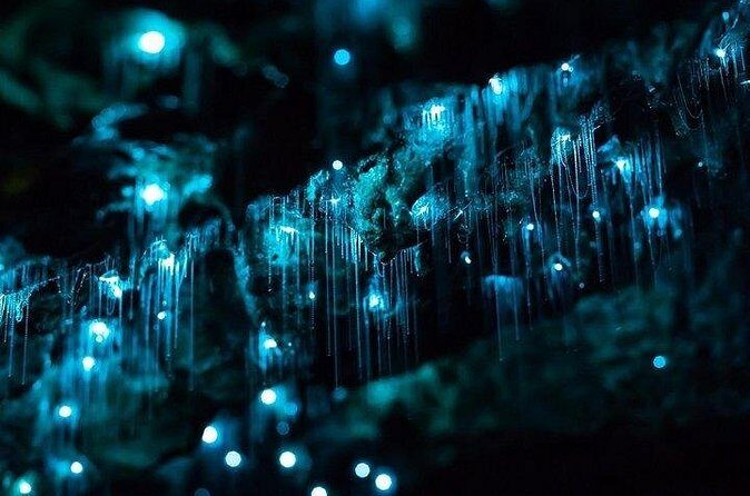 Haruru Waterfalls and Glow Worm Caves Tour - Guides who actually make the day feel personal