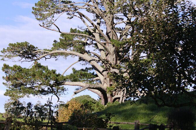 Hobbiton Afternoon Tour in Luxury Minibus from Auckland - Green Dragon Inn Drinks and What to Eat Before the Walking Tour