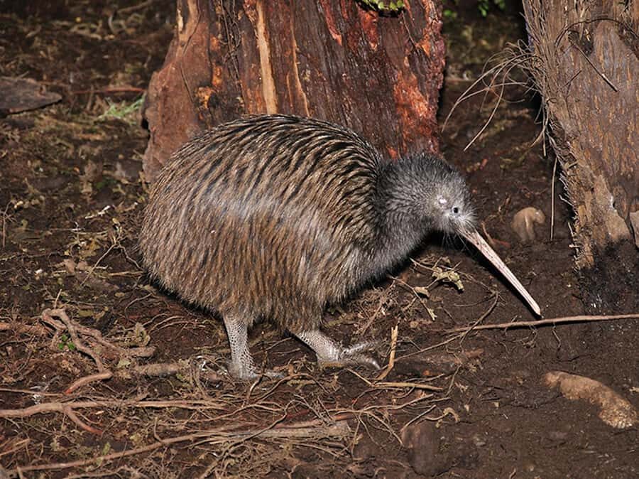 Hokitika: The National Kiwi Centre Tickets - Entering the nocturnal kiwi house (and what that actually means)
