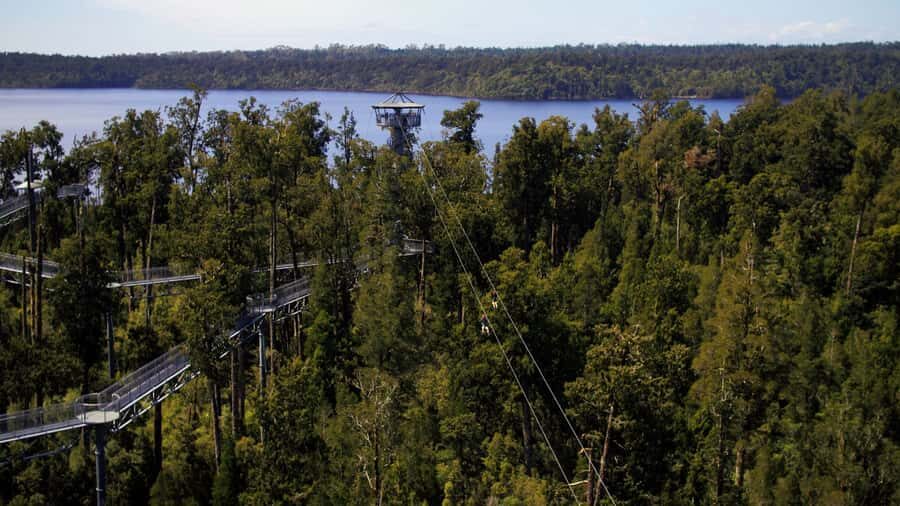 Hokitika: West Coast Tree Top Tower Zip Line and Walk - Ruatapu scenic walk: a calmer start before the canopy
