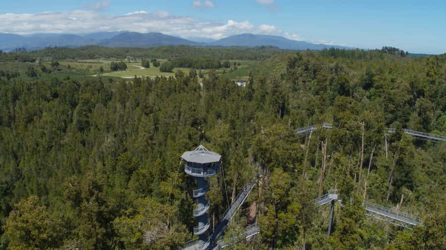 Hokitika: West Coast Tree Top Tower Zip Line and Walk - Tandem zip line over the Ancient Forest: 60 km/h, 45 meters up