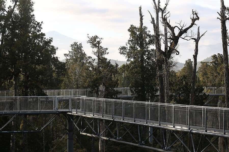 Hokitika: West Coast Treetop Walkway Entrance Ticket - Walking 20 Metres Up: The Steel Platform That Feels Surprisingly Natural