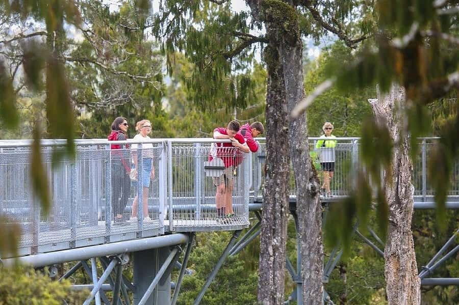 Hokitika: West Coast Treetop Walkway Entrance Ticket - From Treetops Cafe to the Start Point in the Rainforest