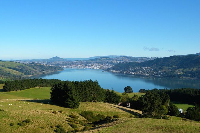 Iconic Shore Excursion: Dunedin City Highlights Tour - Signal Hill: the view that makes Dunedin look bigger