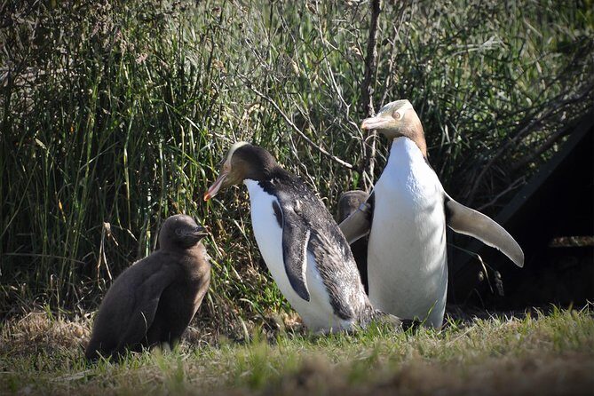 Iconic Wildlife Tour with Yellow Eyed Penguins & Royal Albatross - Key highlights at a glance