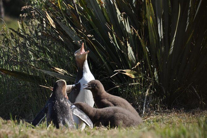 Iconic Wildlife Tour with Yellow Eyed Penguins & Royal Albatross - Otago Peninsula Eco Restoration Alliance: penguin chances with real wild rules