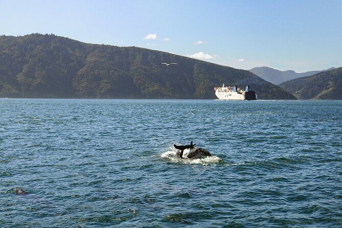 InterIslander Ferry - Wellington to Picton - Baggage allowance and the no-vehicle limitation