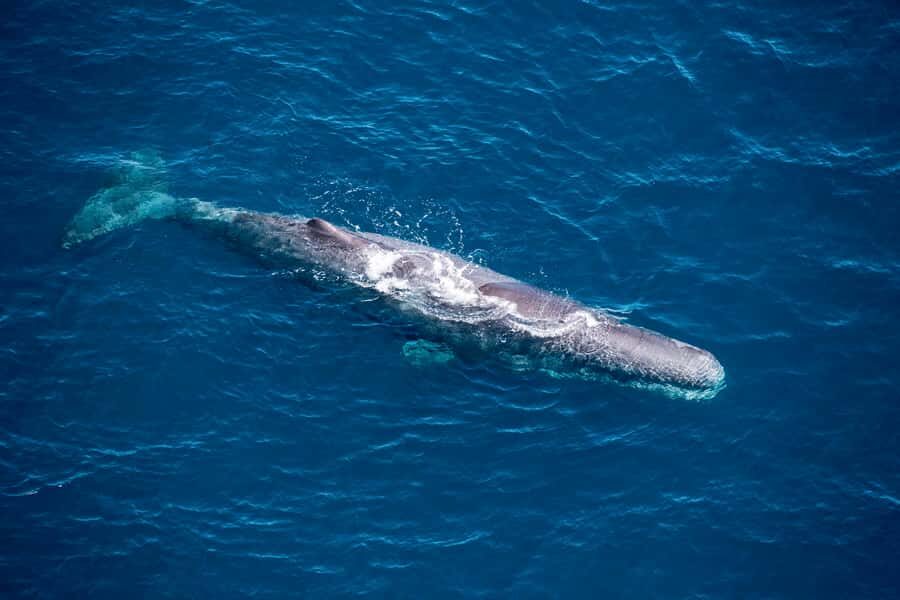 Kaikoura: 1-Hour Whale Watching Helicopter Tour - Kaikoura from the Air: What This 1-Hour Flight Really Delivers