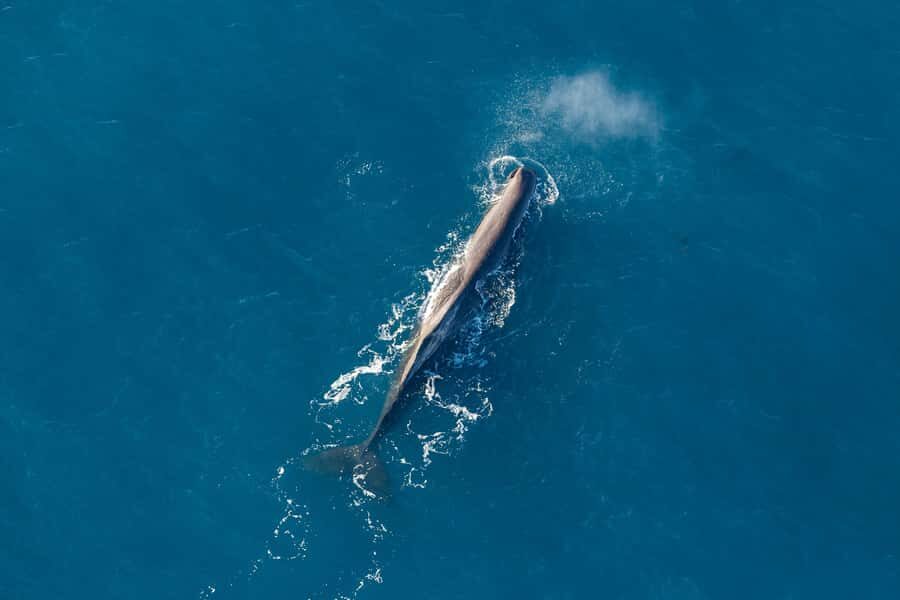 Kaikoura: 1-Hour Whale Watching Helicopter Tour - The Coastline Leg: Why Watching from the Kaikoura Peninsula Feels Different
