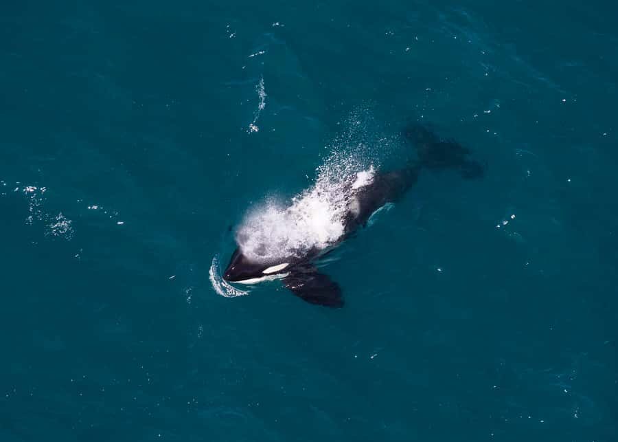 Kaikoura: 1-Hour Whale Watching Helicopter Tour - Mt Fyffe Summit Landing: The Part Most People Remember
