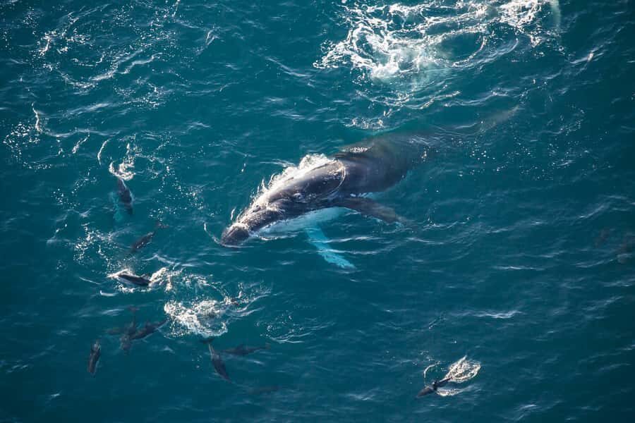 Kaikōura: 45-Minute Whale Watching Helicopter Tour - Key things that make this tour special