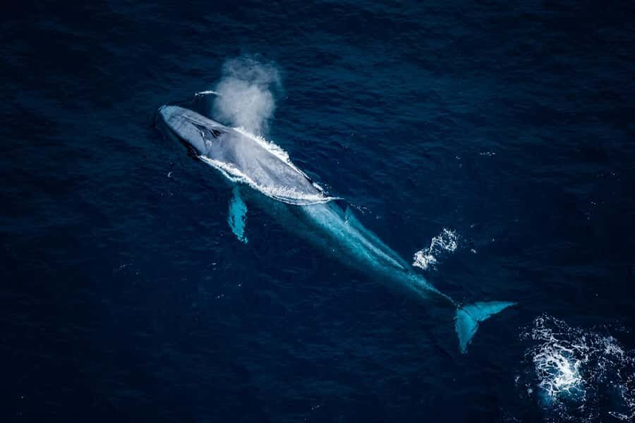 Kaikōura: 45-Minute Whale Watching Helicopter Tour - The in-flight guide: turning sightings into something you’ll remember