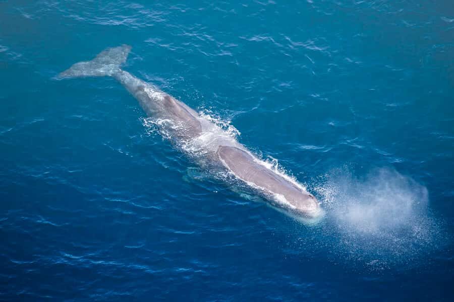 Kaikōura: 45-Minute Whale Watching Helicopter Tour - The mountain landing stop: short, secluded, and made for photos