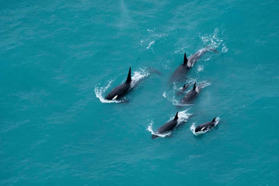 Kaikoura: Extended Flight Whale Watching & Mountain Tour - From State Highway 1 to Peketa: Getting Ready for the Skies