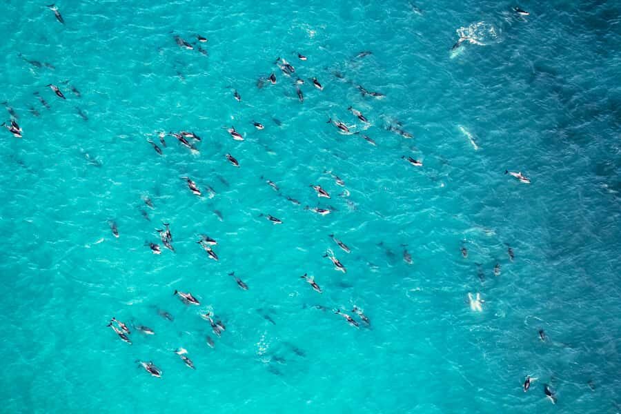 Kaikoura: Extended Flight Whale Watching & Mountain Tour - Price and Value at $236: Why This Tour Can Be Worth It
