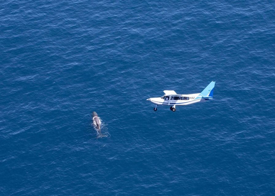 Kaikoura: Extended Flight Whale Watching & Mountain Tour - Should You Book Wings Over Whales in Kaikōura?