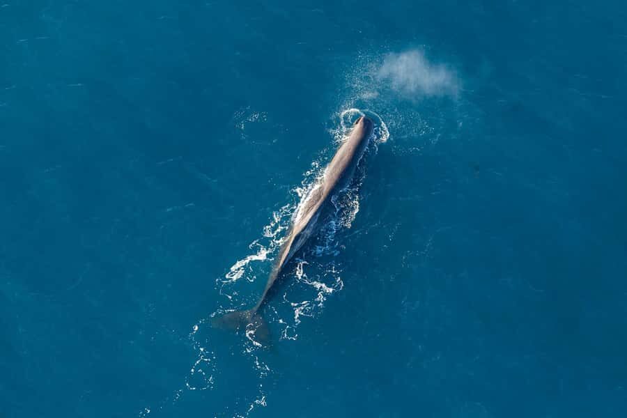 Kaikoura: Extended Flight Whale Watching & Mountain Tour - Live Commentary Through Headsets: Making Sure You Catch the Clues