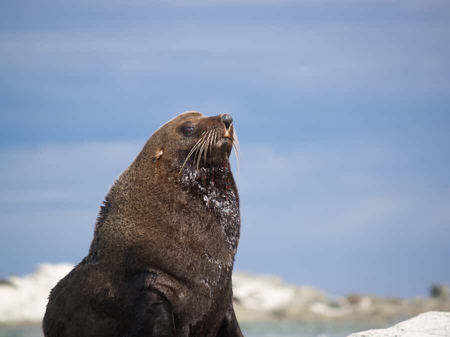 Kaikoura: Guided Family Kayaking Adventure - Key highlights