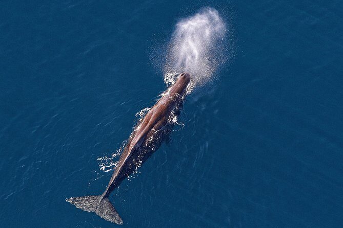 Kaikoura Helicopters Classic Whale Watch - Key Things I’d Focus On Before You Go