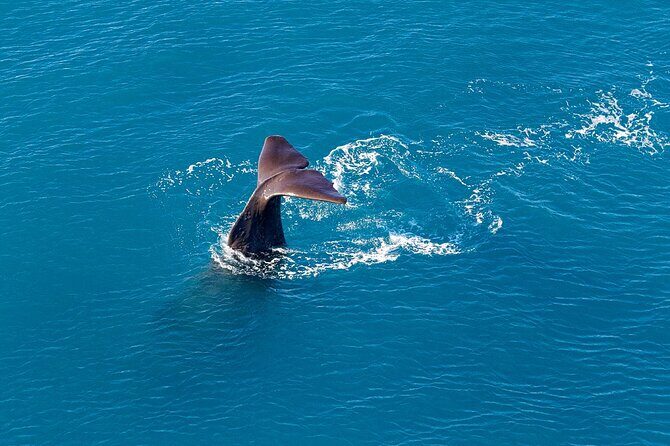 Kaikoura Helicopters Extended Whale Watch - Key Highlights You’ll Care About