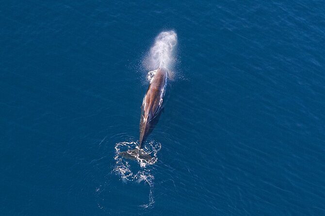 Kaikoura Helicopters Extended Whale Watch - From Beachfront Heli Pads to Whale Country Fast