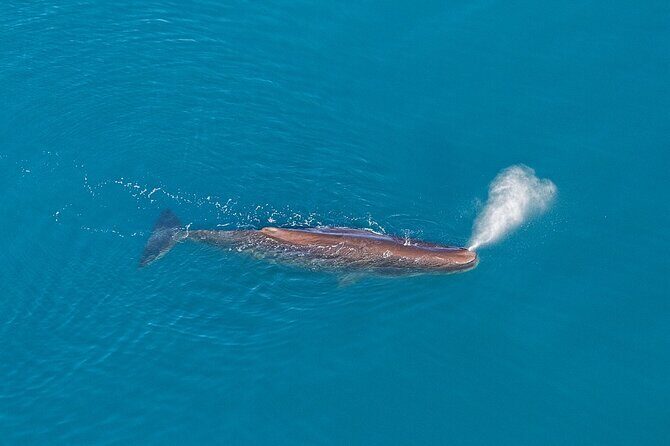 Kaikoura Helicopters Extended Whale Watch - The 40-Minute Search: Sperm Whales First, Then the Other Stars