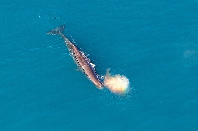 Kaikoura Helicopters Top n Tail Whale Watch flight - Ocean-to-Alps in One Flight From Kaikōura’s Beachfront