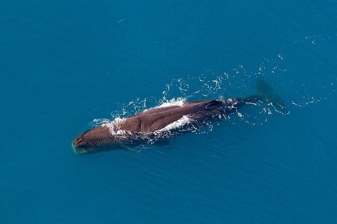 Kaikoura Helicopters Top n Tail Whale Watch flight - What Makes the Whale Watching Portion Special