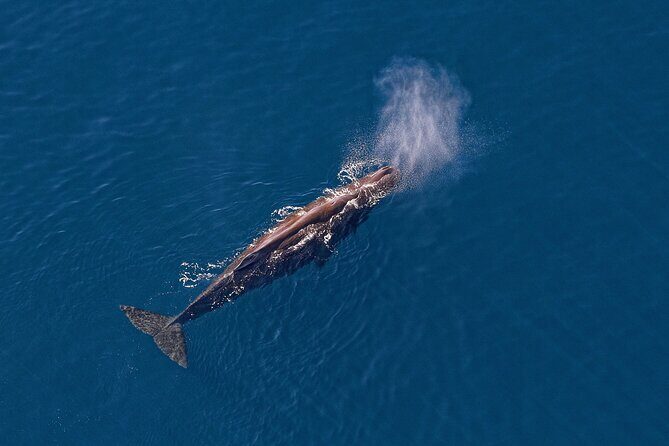 Kaikoura Helicopters Top n Tail Whale Watch flight - Small Group Limits, Weight Checks, and Why That Affects Your View