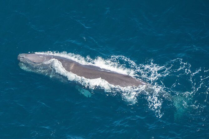 Kaikoura Helicopters Top n Tail Whale Watch flight - From Helipad to Hikurangi Marine Reserve: How the Search Works