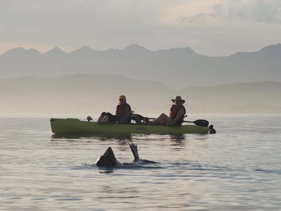 Kaikōura: Kayak Sunset Tour with Seal Sightings - Should you book this Kaikōura kayak sunset tour?
