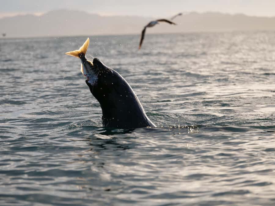 Kaikōura: Kayak Sunset Tour with Seal Sightings - Entering Kaikōura at 18 Beach Road
