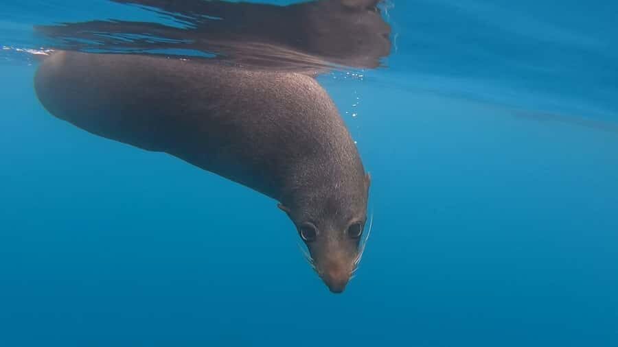 Kaikōura: Kayak Sunset Tour with Seal Sightings - The stories you hear matter: indigenous connections and whaling-sealing context