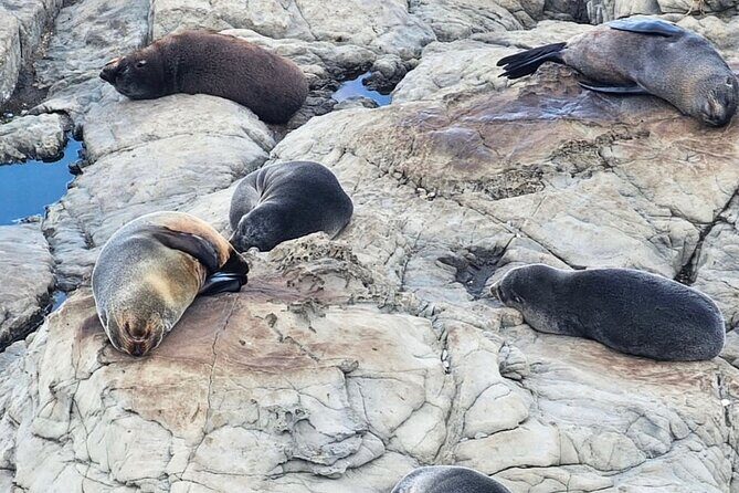 Kaikoura Private Whale Watching Day Trip from Christchurch - Stop for Seals and Coast Views: A Quick Walk That Pays Off