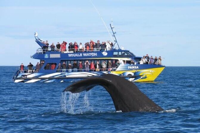 Kaikoura Private Whale Watching Day Trip from Christchurch - The Private Ride and Meet-and-Greet That Makes It Feel Effortless