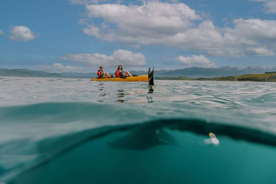 Kaikoura: Seal-Watching Pedal Kayak Tour - Quick hits before you go