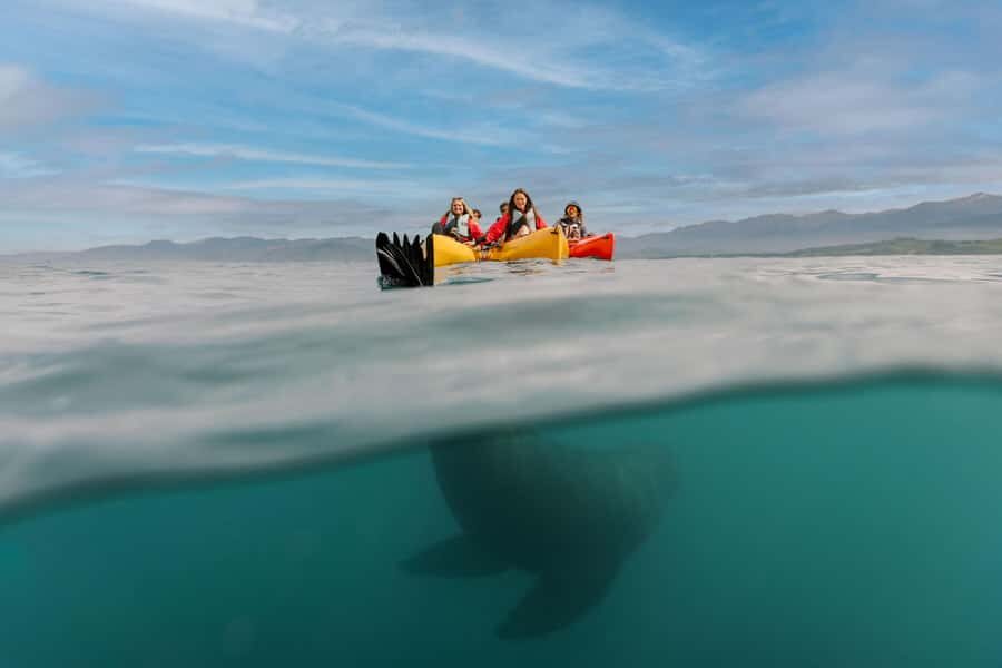 Kaikoura: Seal-Watching Pedal Kayak Tour - Why this Kaikoura seal kayak tour feels different