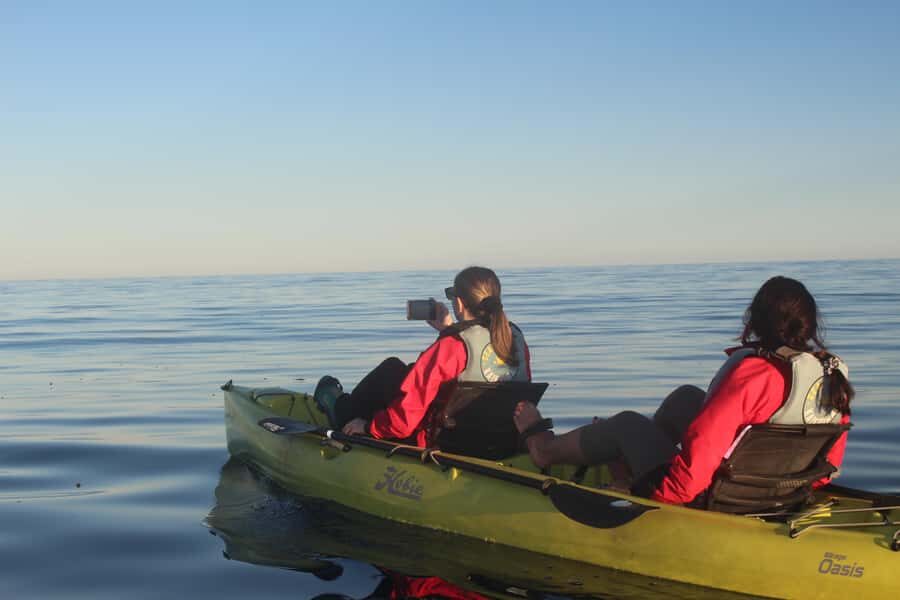 Kaikoura: Seal-Watching Pedal Kayak Tour - The short van ride to the day’s best kayaking area