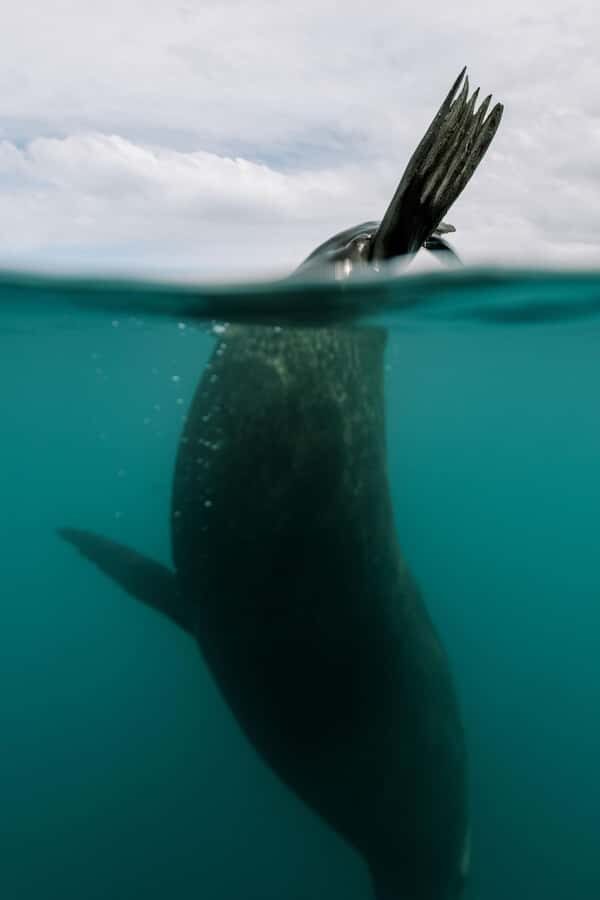 Kaikoura: Seal-Watching Pedal Kayak Tour - On the water: two hours of pedalling, watching, and photo moments