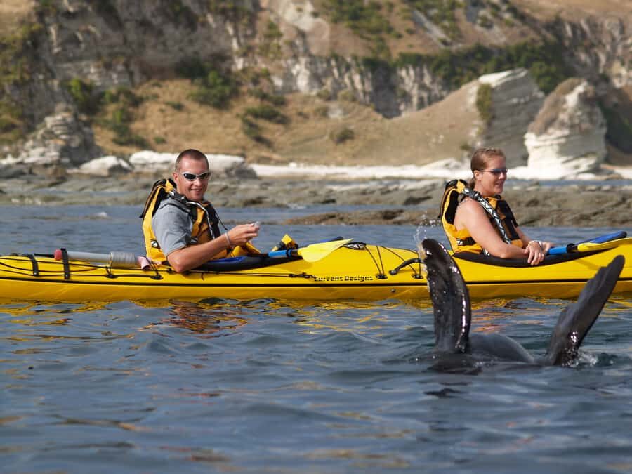 Kaikoura: Sunset Evening Kayaking Tour - The Main Event: Fur Seals Around Your Kayak