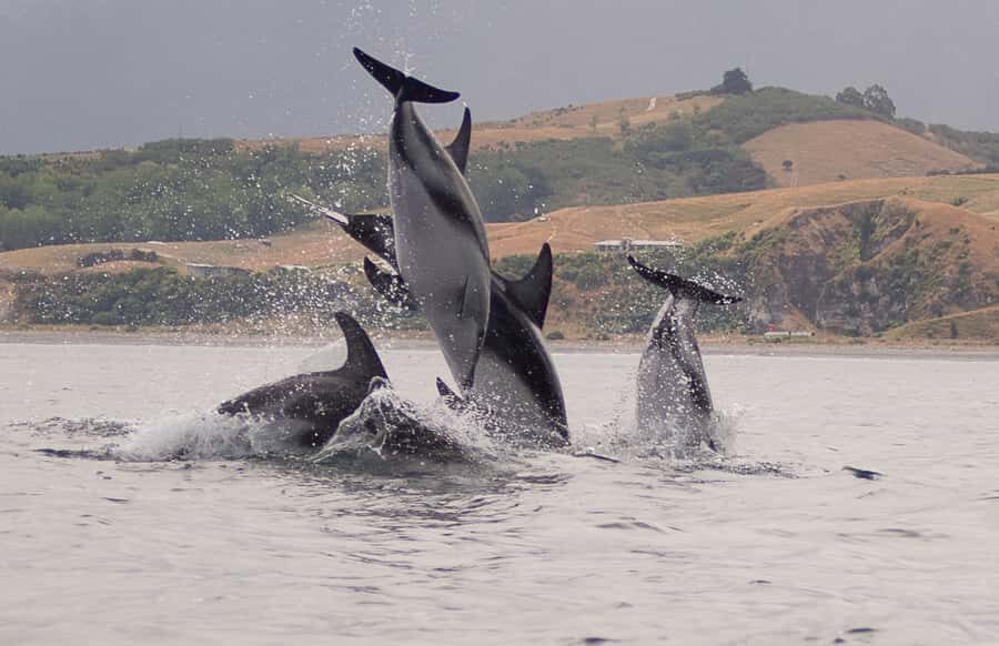 Kaikoura: Sunset Evening Kayaking Tour - Maori and Whalers Stories: More Than Scenic Paddling