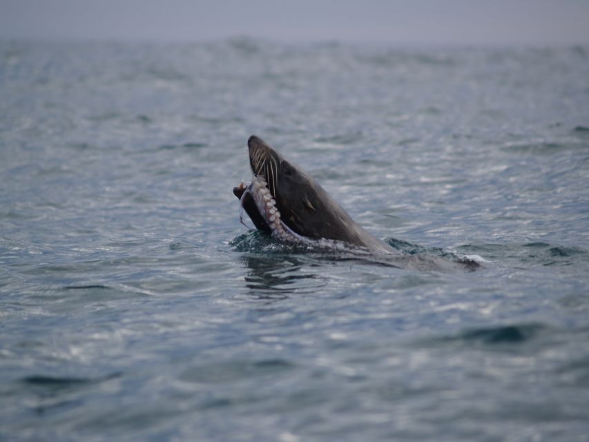Kaikoura: Sunset Evening Kayaking Tour - Twilight Photos: How to Get the Shot Without Stress