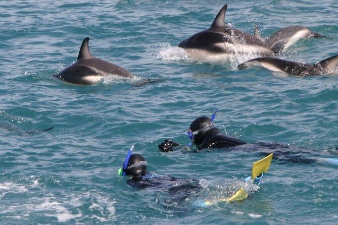 Kaikoura Swim with Dolphins Tour from Christchurch - Seal colony stop: an underrated bonus in Kaikoura