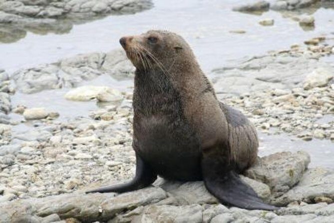 Kaikoura Swim with Dolphins Tour from Christchurch - Price and value: why $254.44 feels fair for some, steep for others