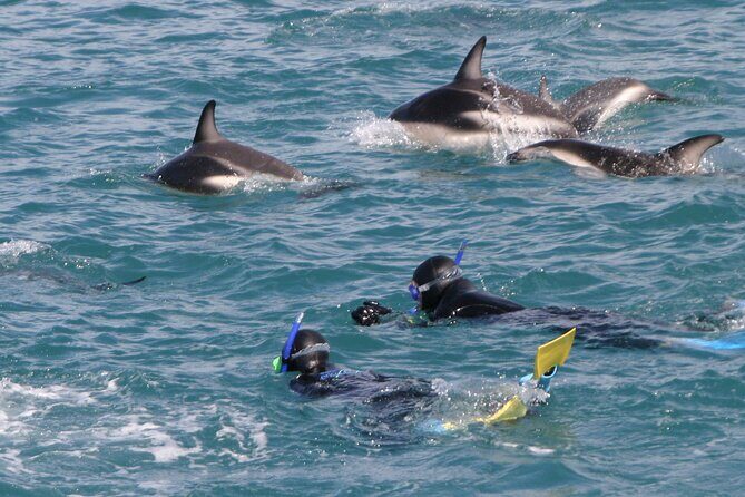 Kaikoura Whale and Dolphin Overnight Tour from Christchurch - Key things to know before you go