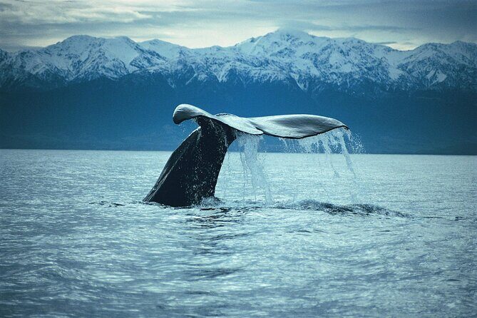 Kaikoura Whale and Dolphin Overnight Tour from Christchurch - Fur seal colony viewing: the easy win between boat blocks